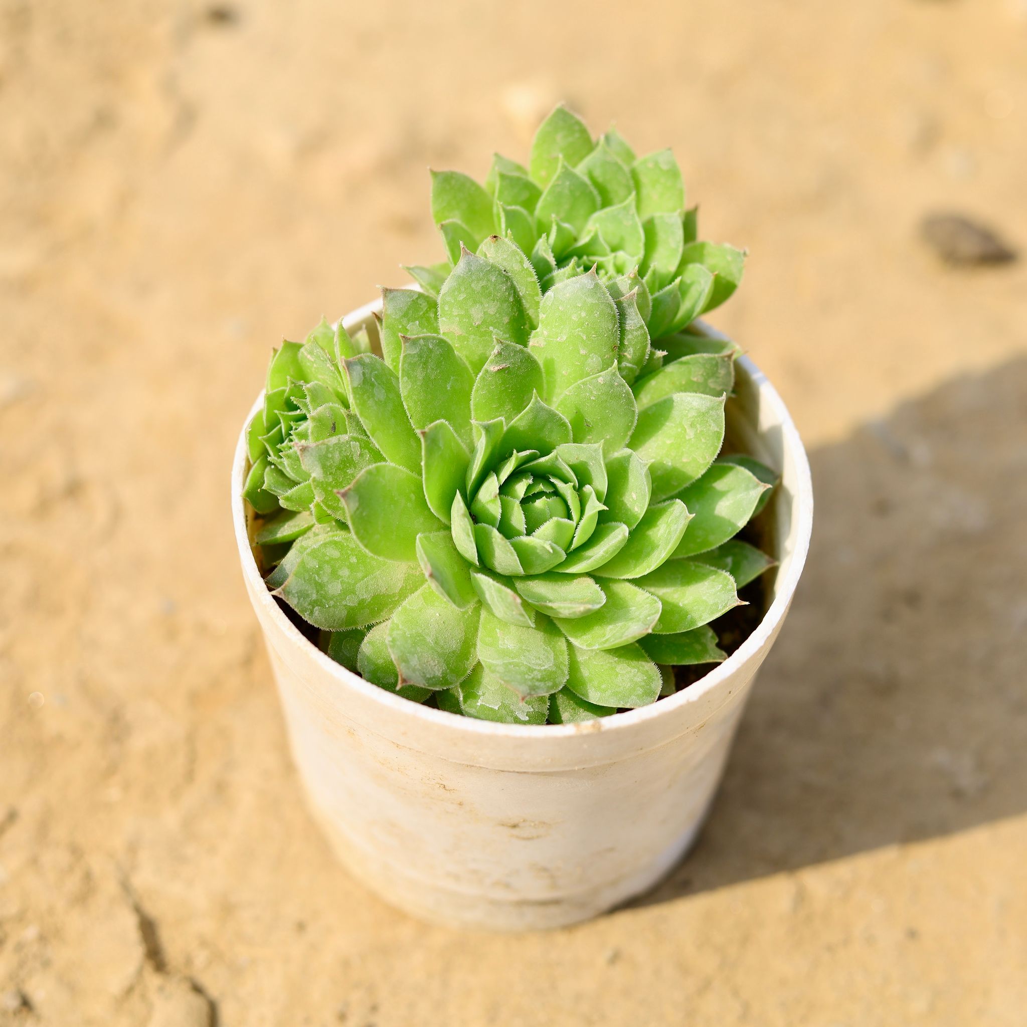 Lakshmi / Laxmi Kamal Succulent in 4 Inch Nursery Pot