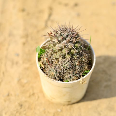 Mammillaria zeilmanniana Cactus in 4 Inch Nursery Pot