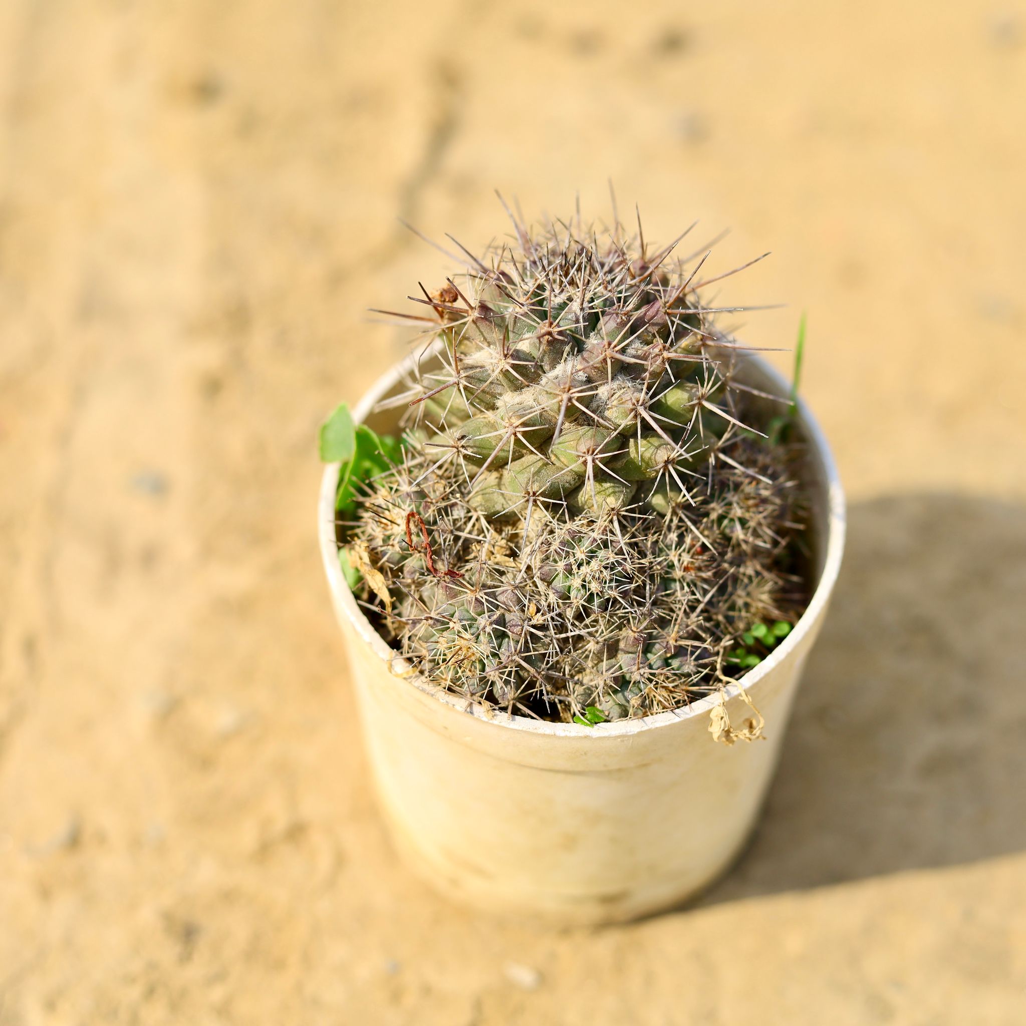 Mammillaria zeilmanniana Cactus in 4 Inch Nursery Pot