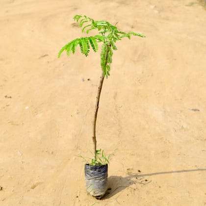 Buy Gulmohar / Delonix regia in 4 Inch Nursery Bag  Online | Urvann.com