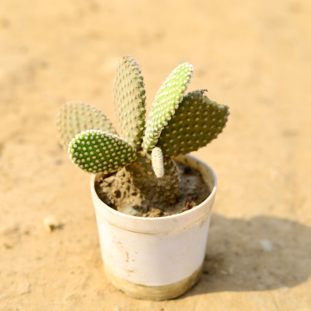 Bunny Ear Cactus in 4 Inch Nursery Pot