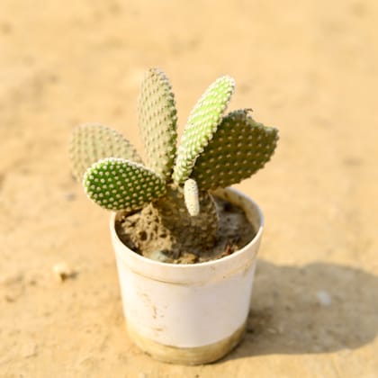 Buy Bunny Ear Cactus in 4 Inch Nursery Pot  Online | Urvann.com