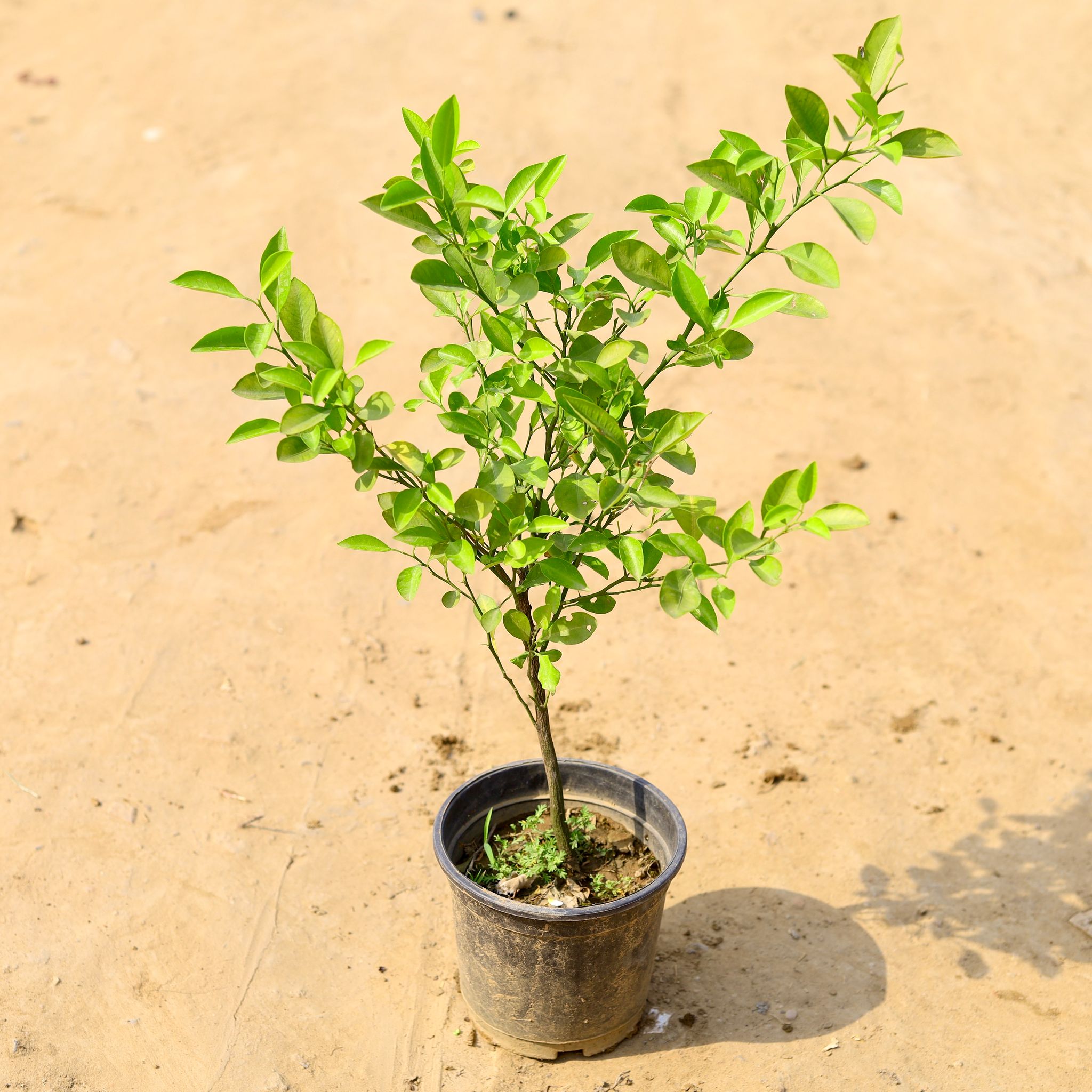 Nimbu / Lemon in 6 Inch Nursery Pot