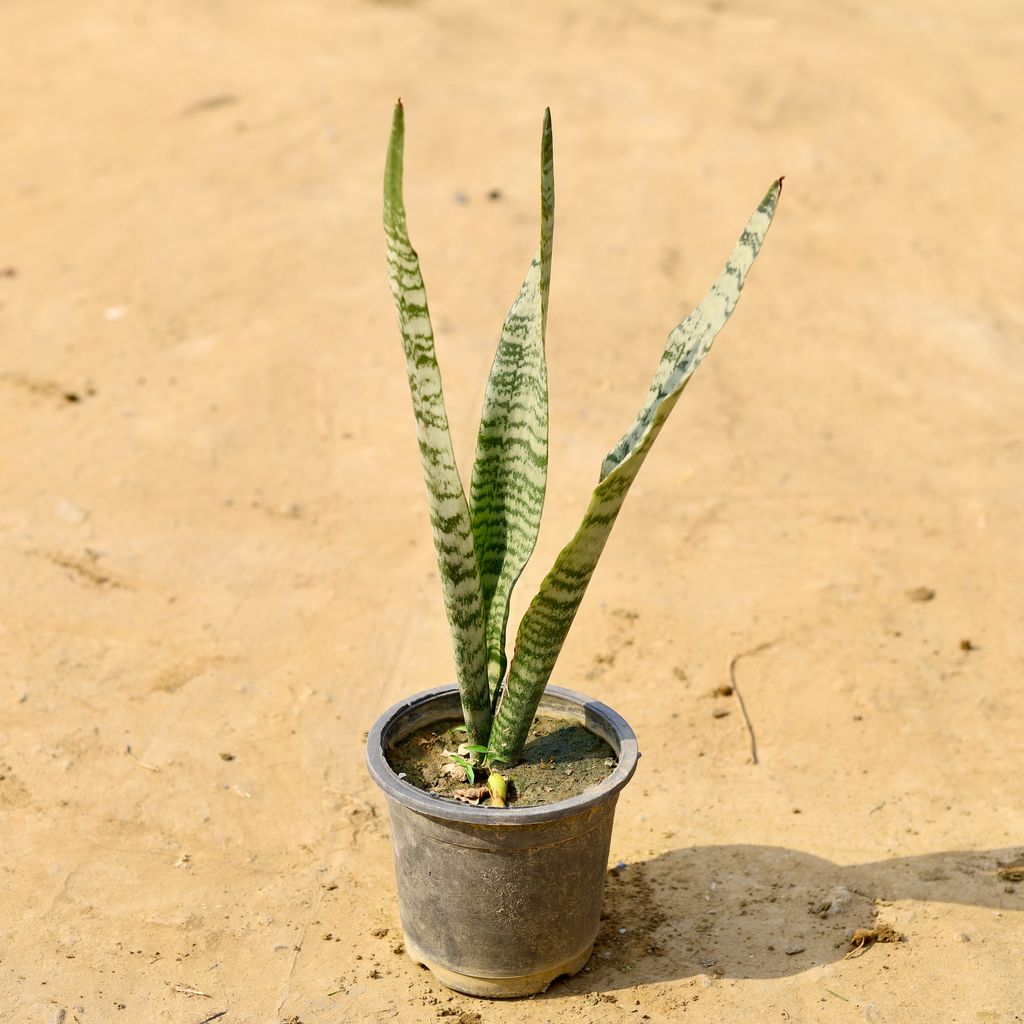 Buy Snake Green Long in 6 Inch Nursery Pot Online | Urvann.com Snake Green Long in 6 Inch Nursery Pot
