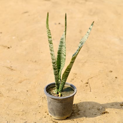 Buy Snake Green Long in 6 Inch Nursery Pot  Online | Urvann.com