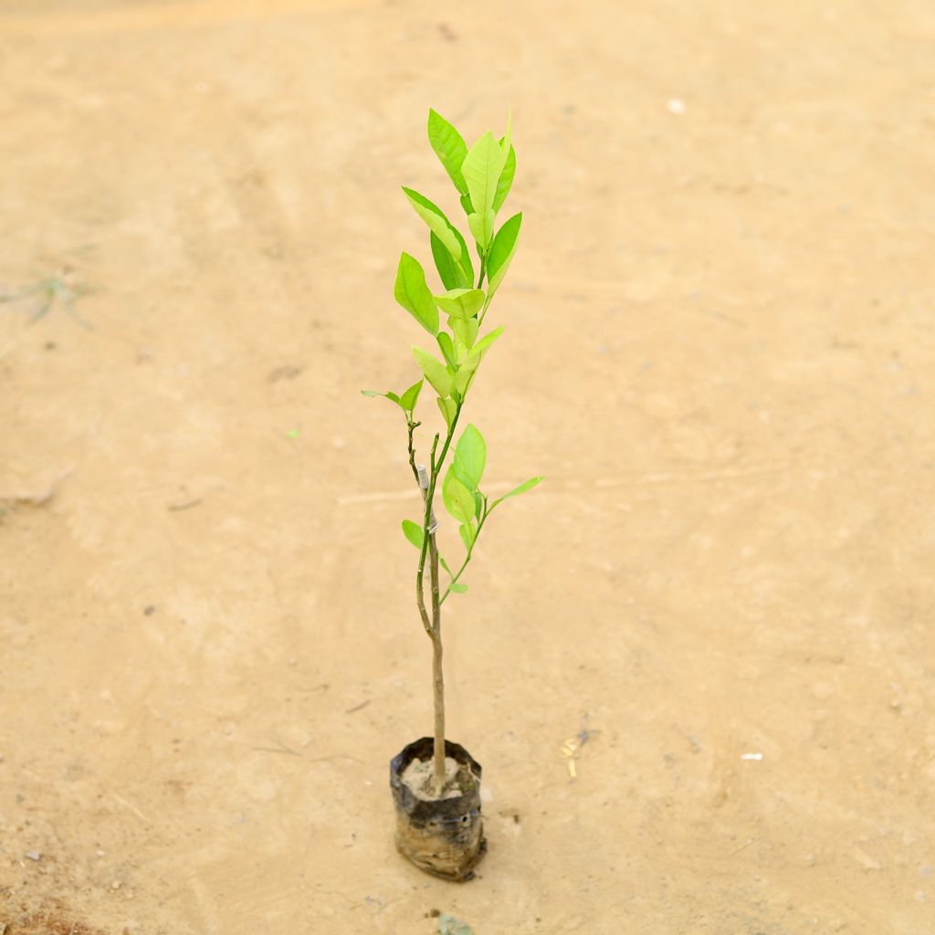 Buy Mosambi / Sweet Lemon Dwarf in 4 Inch Nursery Bag Online | Urvann.com Mosambi / Sweet Lemon Dwarf in 4 Inch Nursery Bag