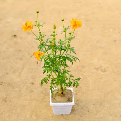 Buy Cosmos (any colour) in 6 Inch White Marble Premium Orchid Square Plastic Pot  Online | Urvann.com