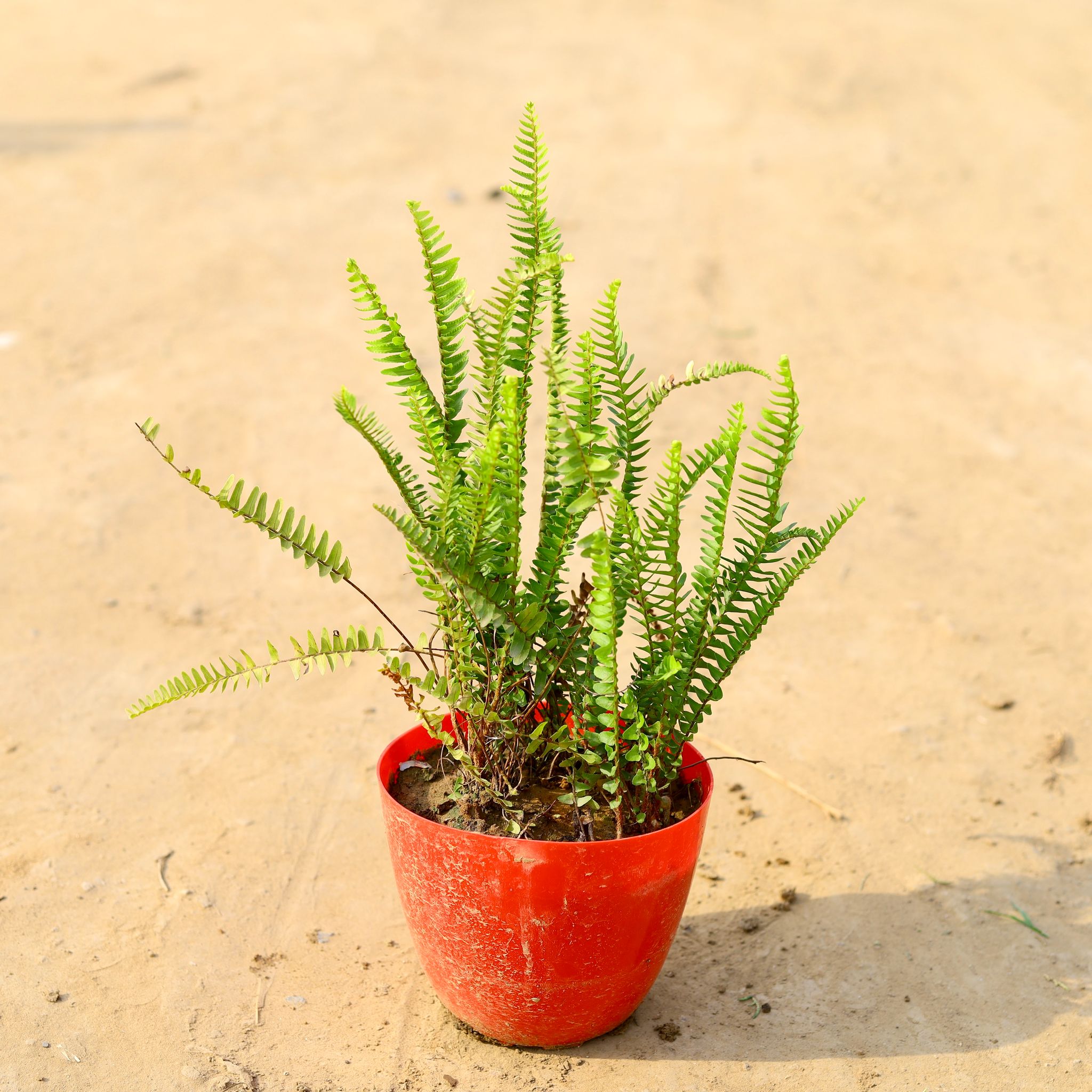 Fern Green in 6 Inch Red Premium Orchid Round Plastic Pot