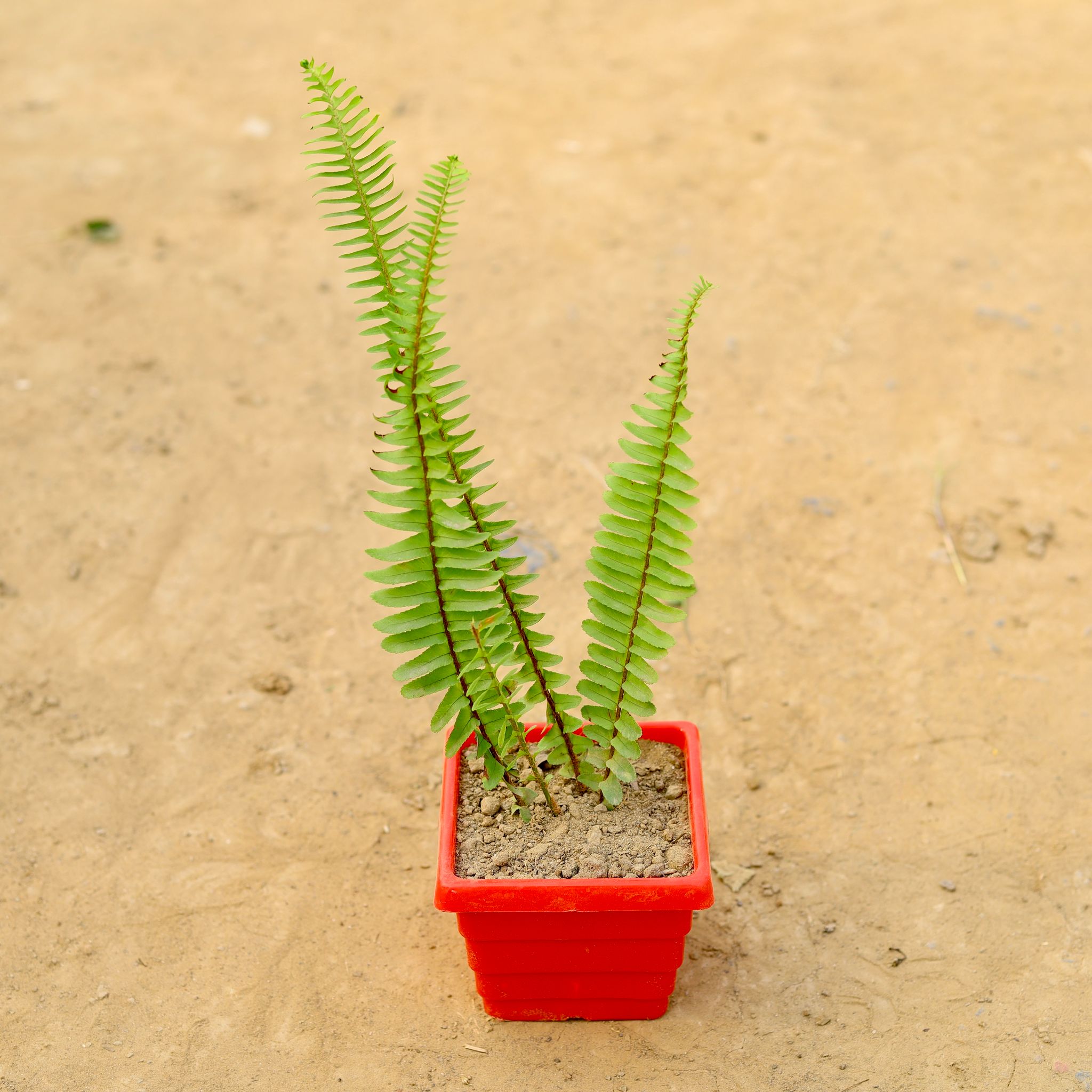 Fern Green in 6 Inch Red Premium Orchid Square Plastic Pot