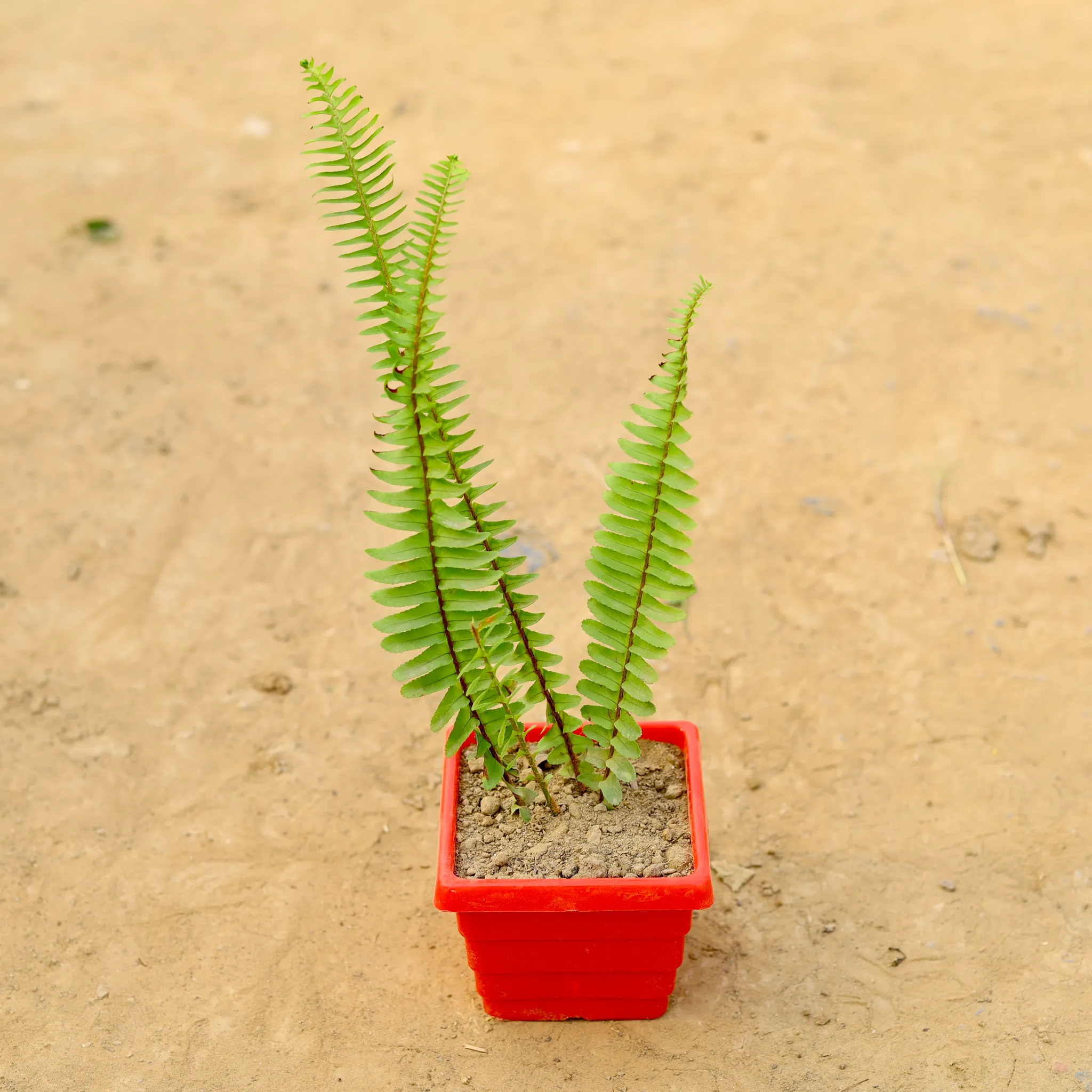 Fern Green in 6 Inch Red Premium Orchid Square Plastic Pot