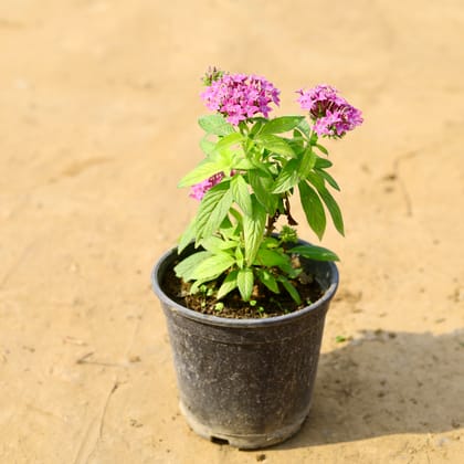 Buy Pentas (any colour) in 5 Inch Nursery Pot  Online | Urvann.com