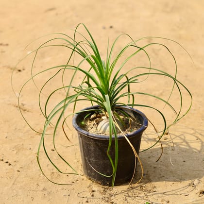 Buy Nolina / Lolina Palm in 6 Inch Nursery Pot  Online | Urvann.com