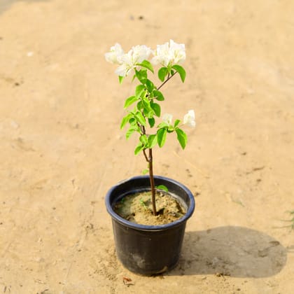 Buy Bougainvillea (any colour) in 6 Inch Nursery Pot  Online | Urvann.com