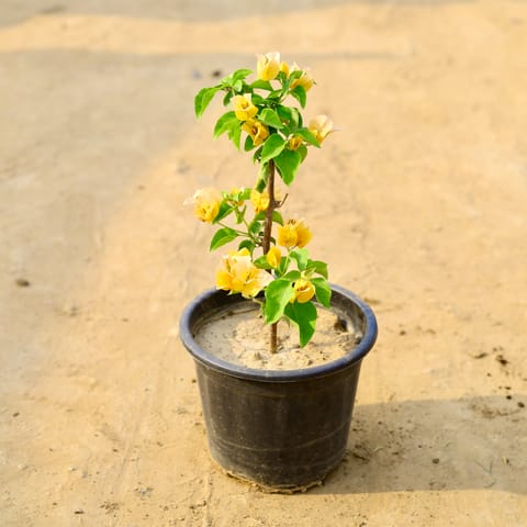 Bougainvillea (any colour) in 7 Inch Nursery Pot