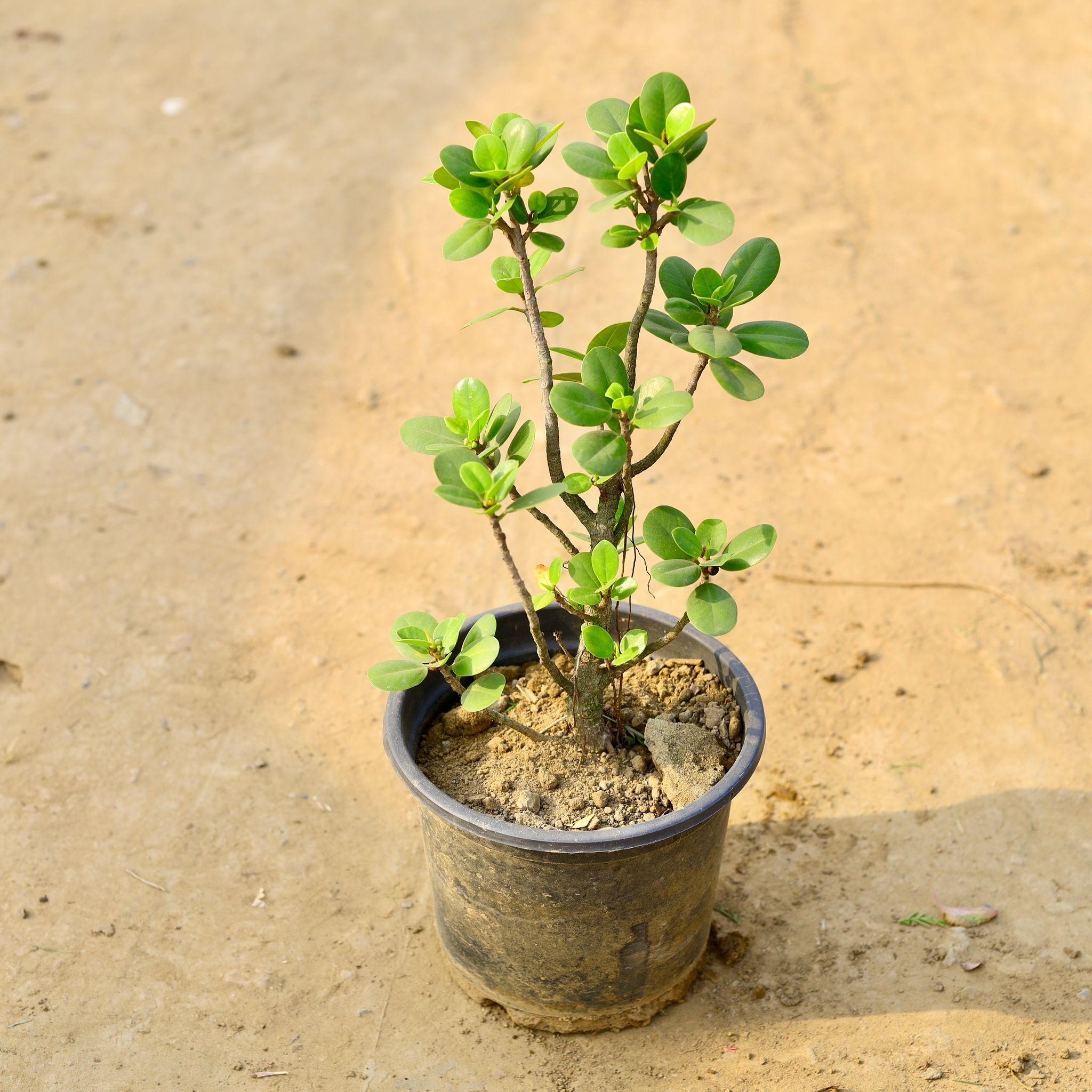 Ficus Long Island in 7 Inch Nursery Pot