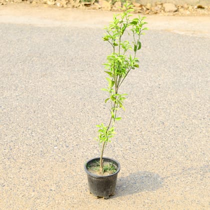 Buy Mosambi / Sweet Lemon (~ 3 Ft) in 8 Inch Nursery Pot  Online | Urvann.com