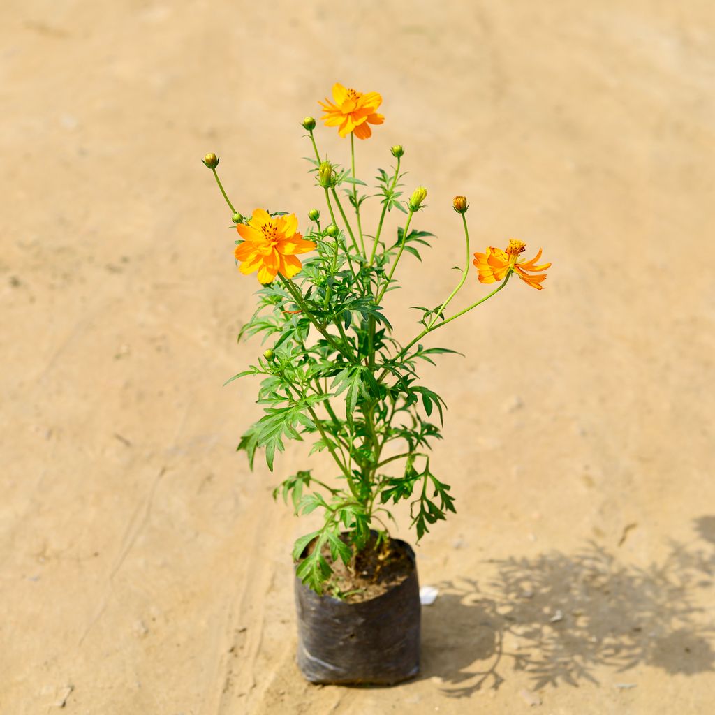 Cosmos (any colour) in 4 Inch Nursery Bag