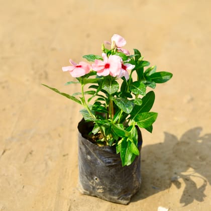 Buy Periwinkle / Vinca / Sadabahar (any colour) in 4 Inch Nursery Bag  Online | Urvann.com