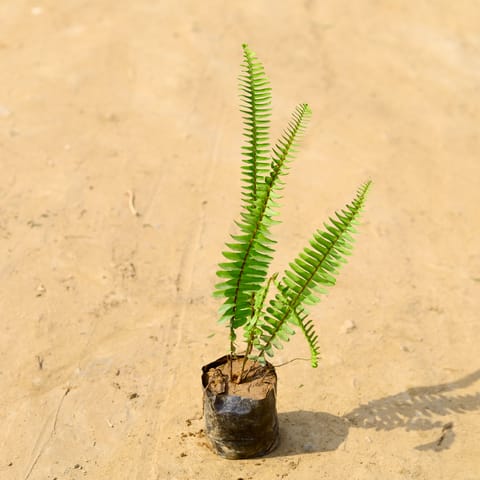 Fern Green in 4 Inch Nursery Bag