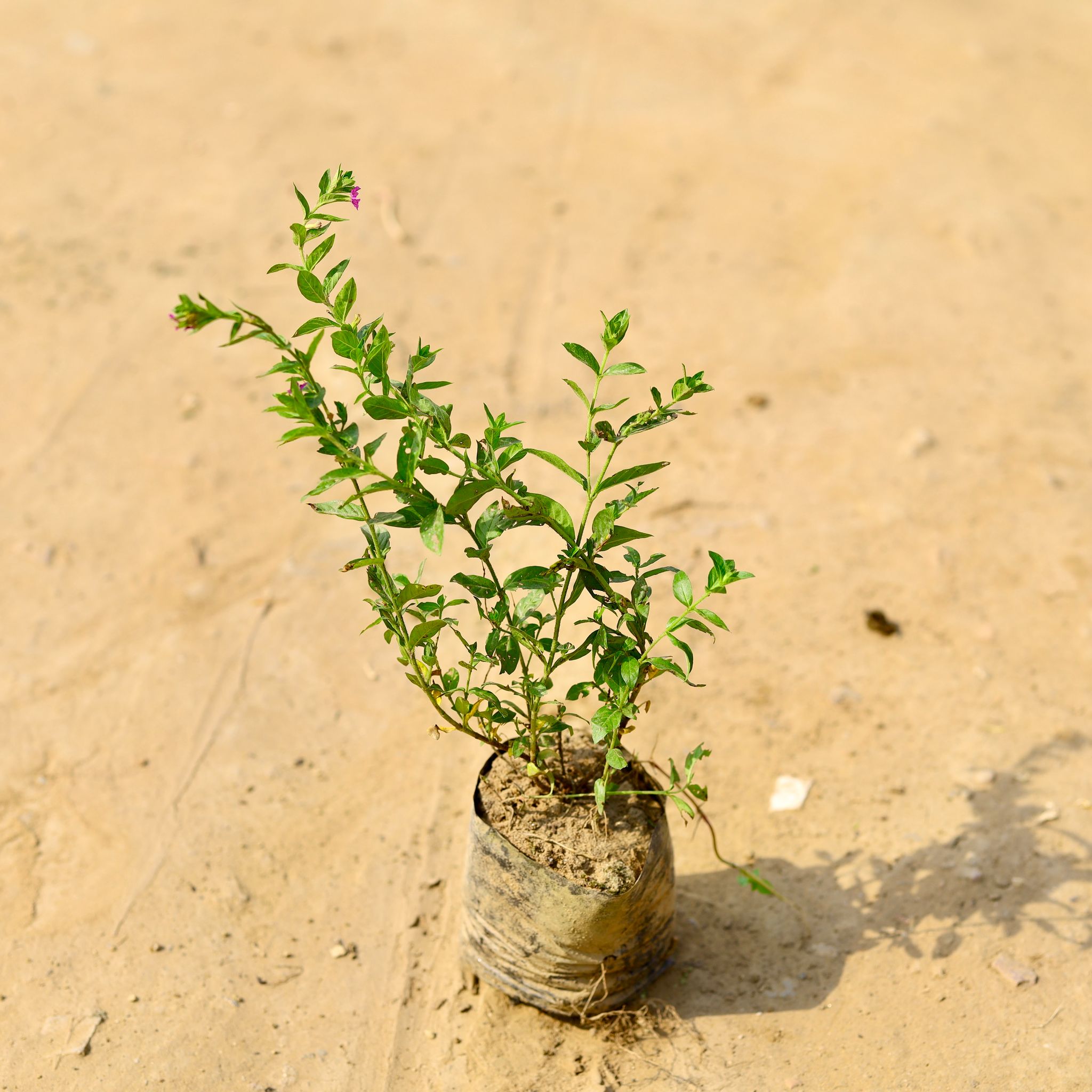 Cuphea / False Heather (any colour) in 4 Inch Nursery Bag