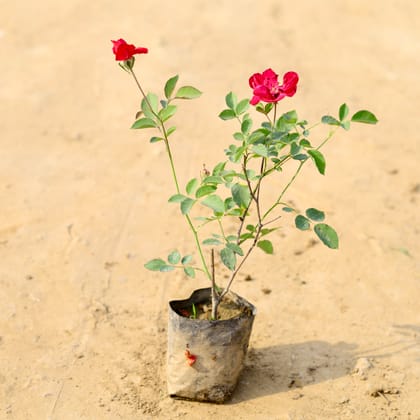Buy Desi Rose (any colour) in 4 Inch Nursery Bag  Online | Urvann.com