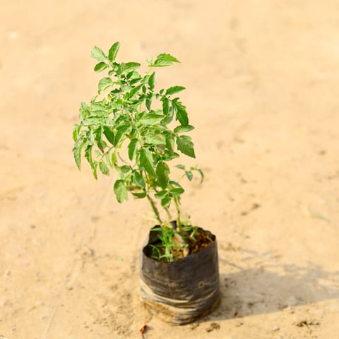 Tomato / Tamatar in 4 Inch Nursery Bag