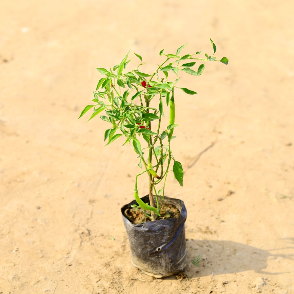 Mirchi / Chilli in 4 Inch Nursery Bag