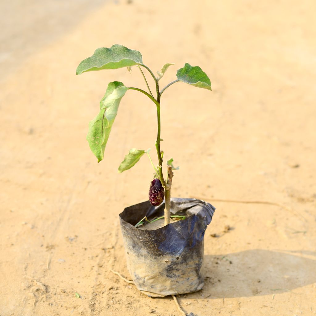 Baigan / Brinjal in 4 Inch Nursery Bag