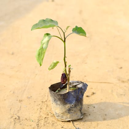 Buy Baigan / Brinjal in 4 Inch Nursery Bag  Online | Urvann.com