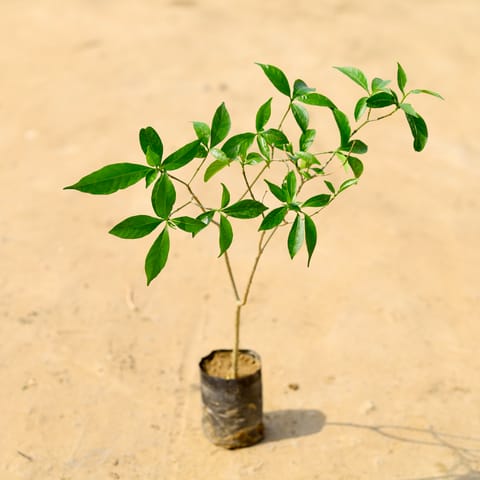 Chandni in 4 Inch Nursery Bag