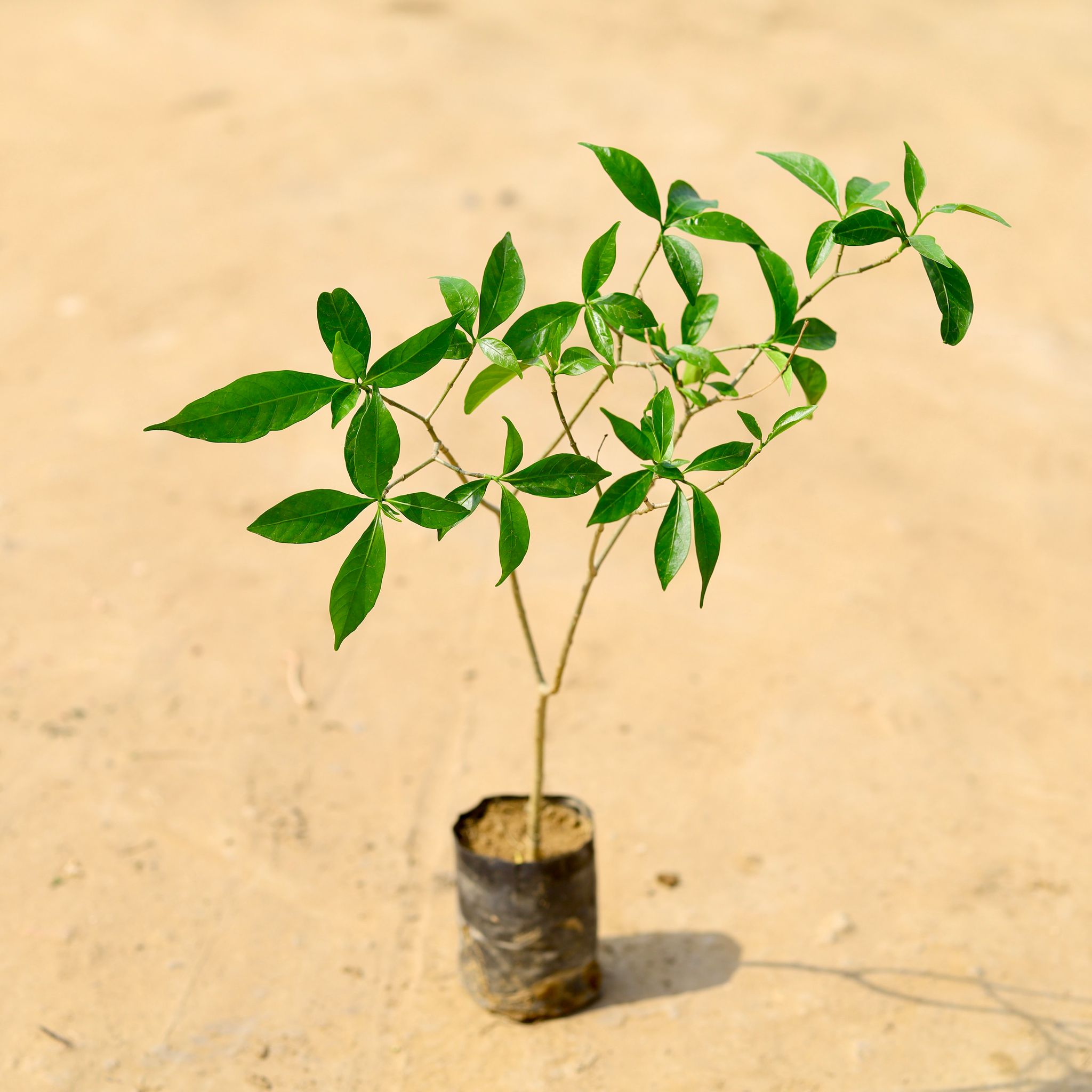 Chandni in 4 Inch Nursery Bag