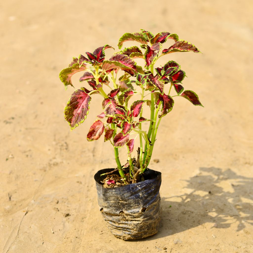Coleus Red (any design) in 4 Inch Nursery Bag