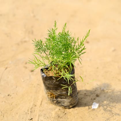 Buy Aspara Grass in 4 Inch Nursery Bag  Online | Urvann.com