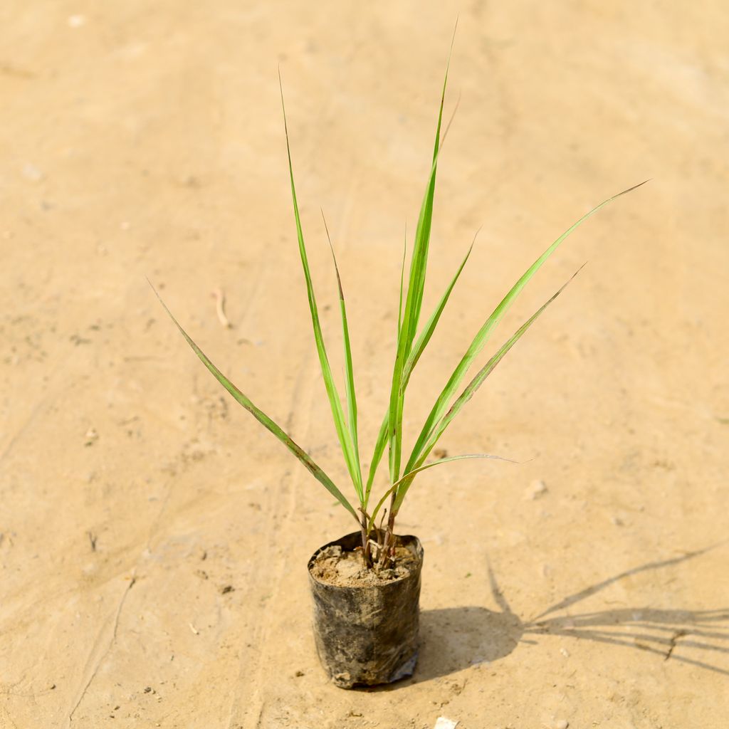 Buy Lemon Grass in 4 Inch Nursery Bag Online | Urvann.com Lemon Grass in 4 Inch Nursery Bag
