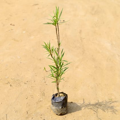 Buy Kaner / Oleander Red in 4 Inch Nursery Bag  Online | Urvann.com