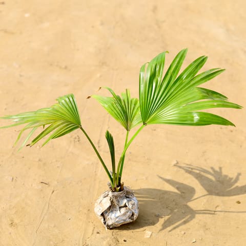 China / Fan Palm in 4 Inch Nursery Bag