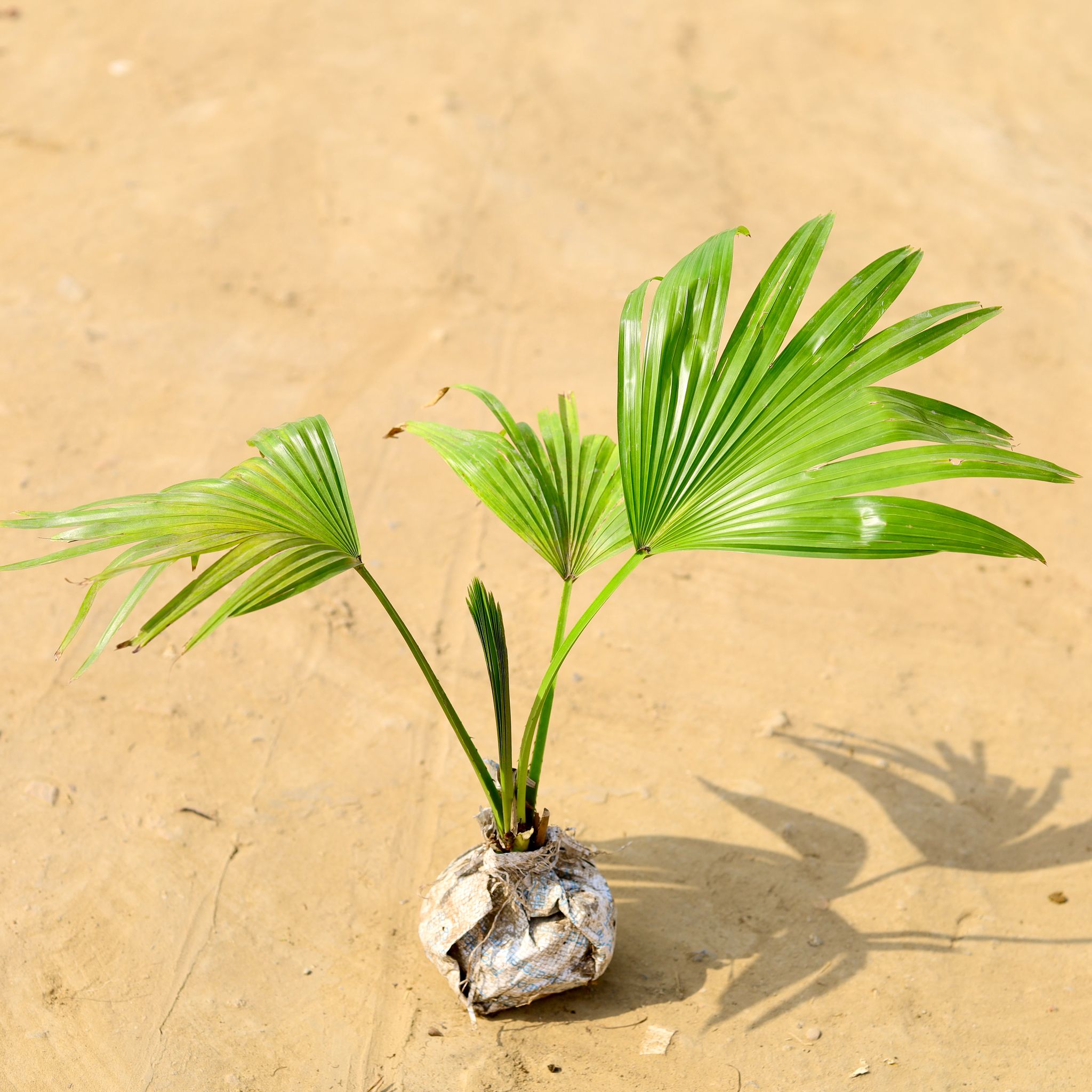 China / Fan Palm in 4 Inch Nursery Bag