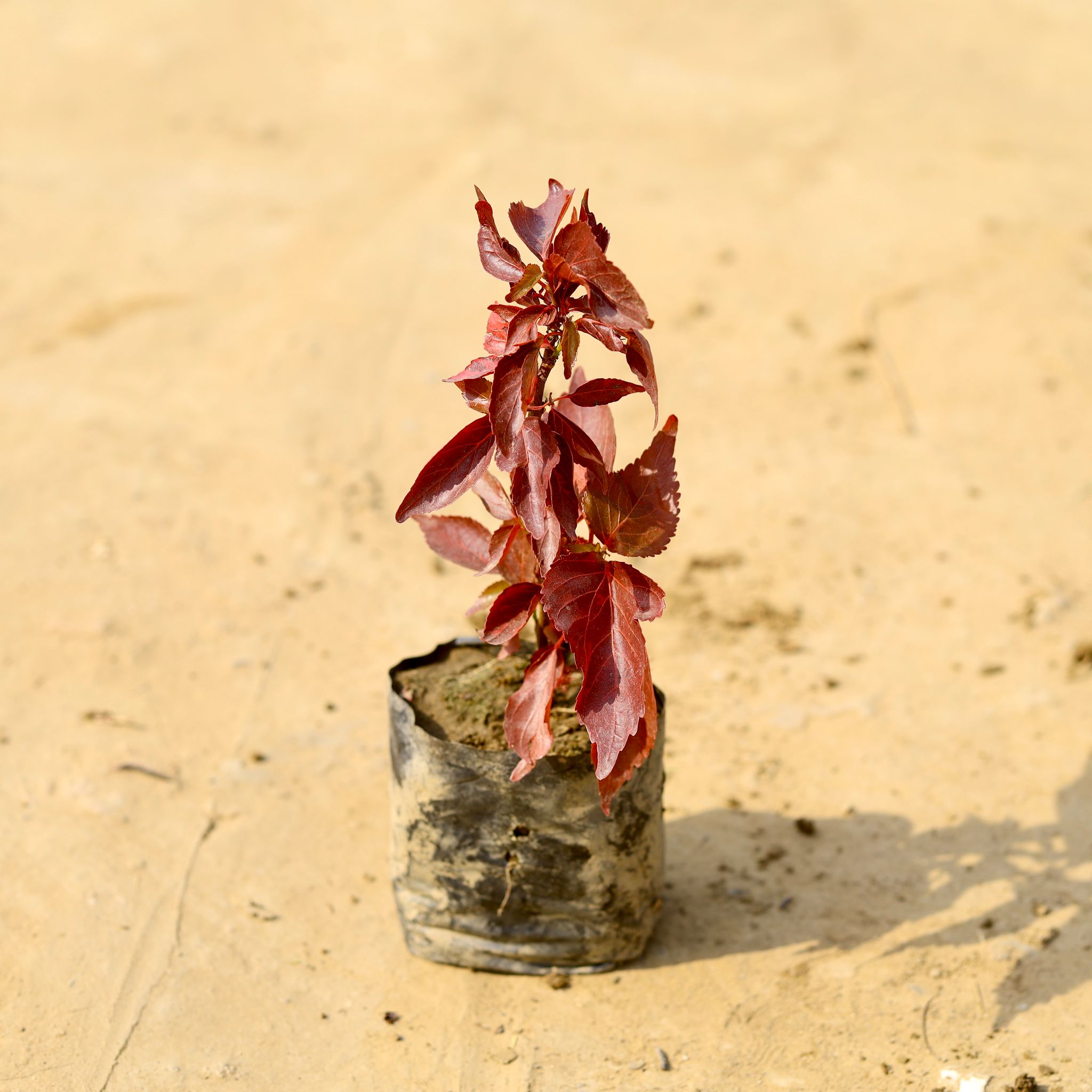 Acalypha Red in 4 Inch Nursery Bag