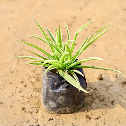 Buy Spider in 4 Inch Nursery Bag  Online | Urvann.com