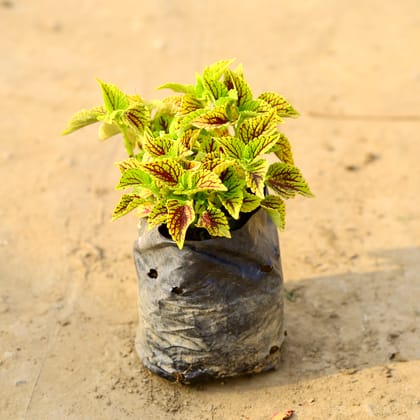 Buy Coleus Green (any design) in 4 Inch Nursery Bag  Online | Urvann.com
