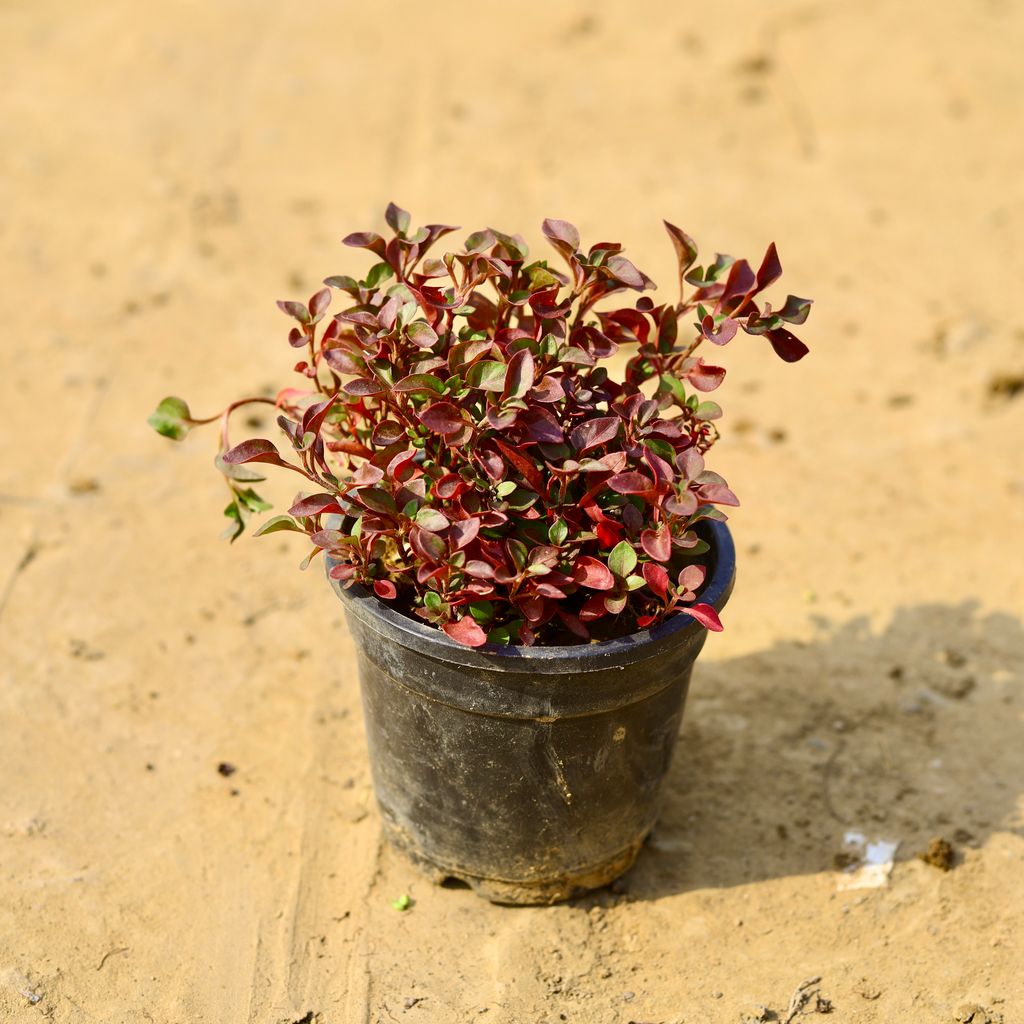 Alternanthera Red in 4 Inch Nursery Pot