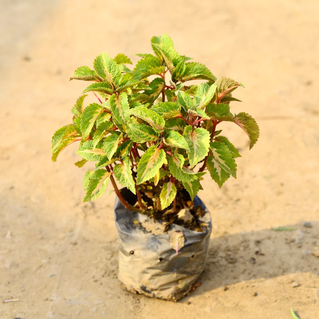 Coleus (any colour & design) in 4 Inch Nursery Bag