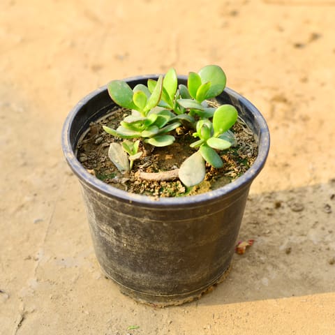 Crassula Ovata Succulent in 4 Inch Nursery Pot