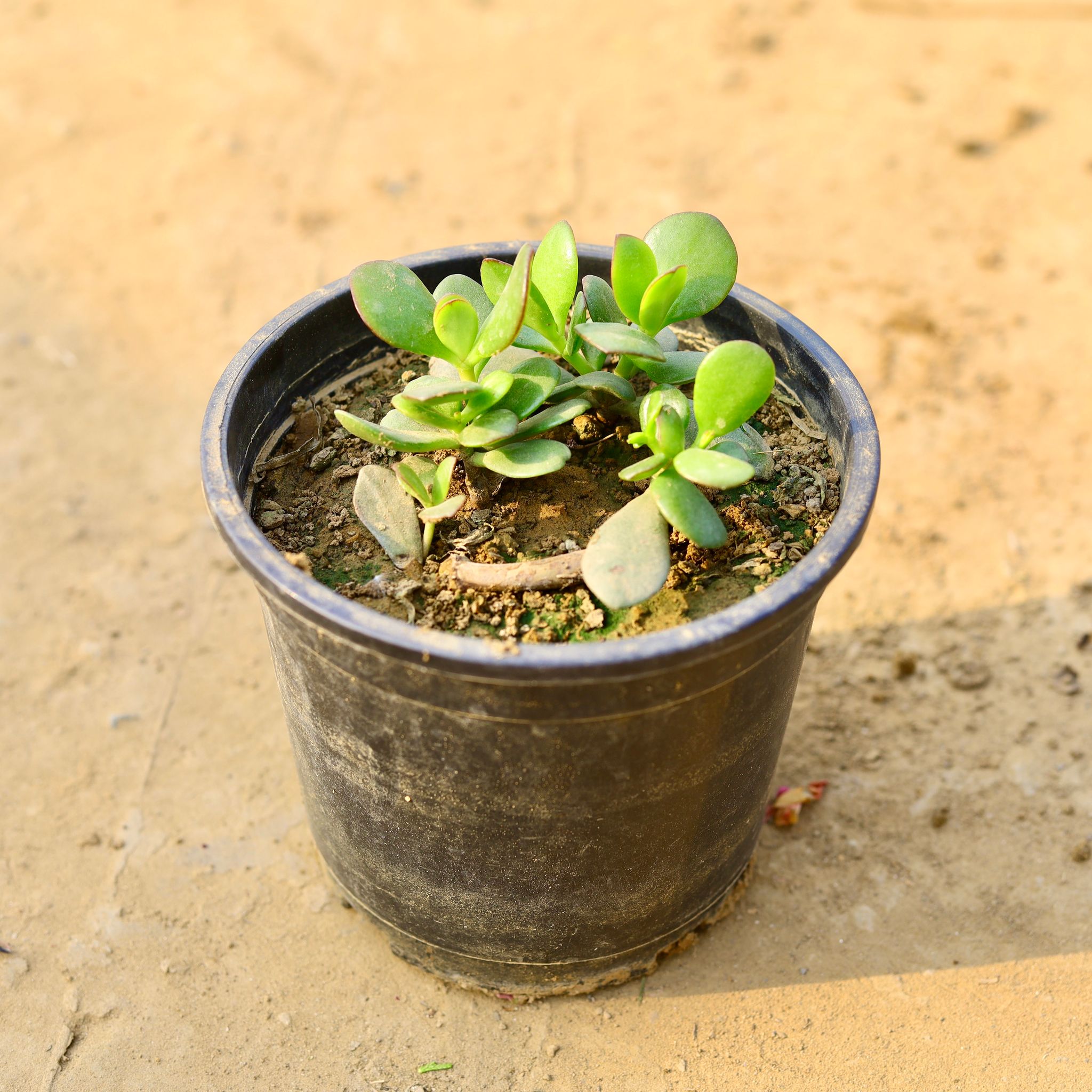 Crassula Ovata Succulent in 4 Inch Nursery Pot
