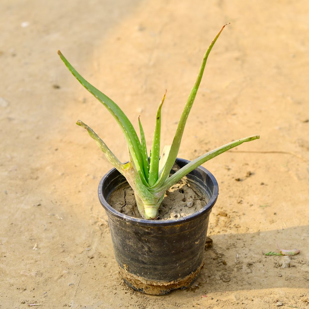 Buy Aloe Vera in 4 Inch Nursery Pot Online | Urvann.com Aloe Vera in 4 Inch Nursery Pot