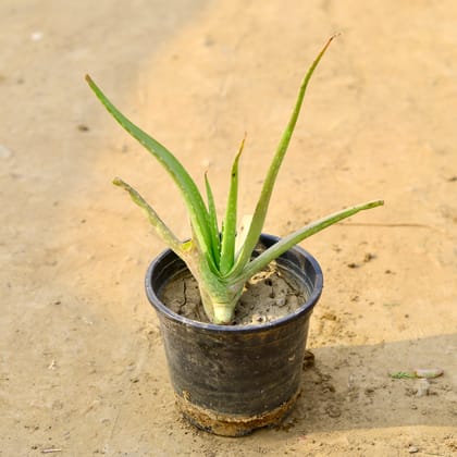 Buy Aloe Vera in 4 Inch Nursery Pot  Online | Urvann.com