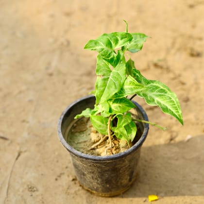 Buy Syngonium Green in 5 Inch Nursery Pot  Online | Urvann.com