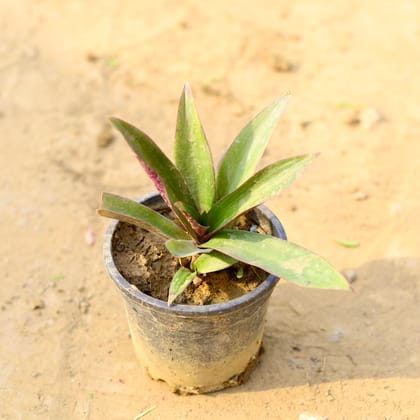Buy Rhoeo / Durangi in 5 Inch Nursery Pot  Online | Urvann.com
