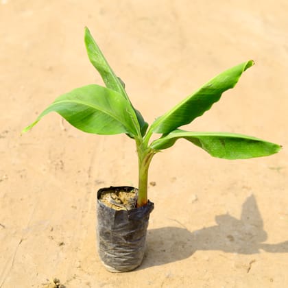 Buy Kela / Banana Plant in 4 Inch Nursery Bag  Online | Urvann.com