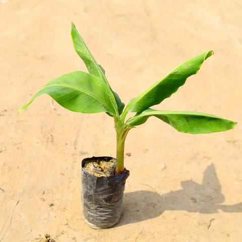 Kela / Banana Plant in 4 Inch Nursery Bag